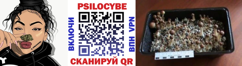 Псилоцибиновые грибы Cubensis  Вилючинск 